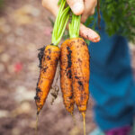 carrots