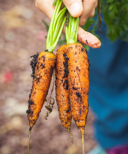 carrots