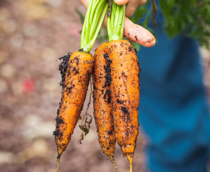 carrots