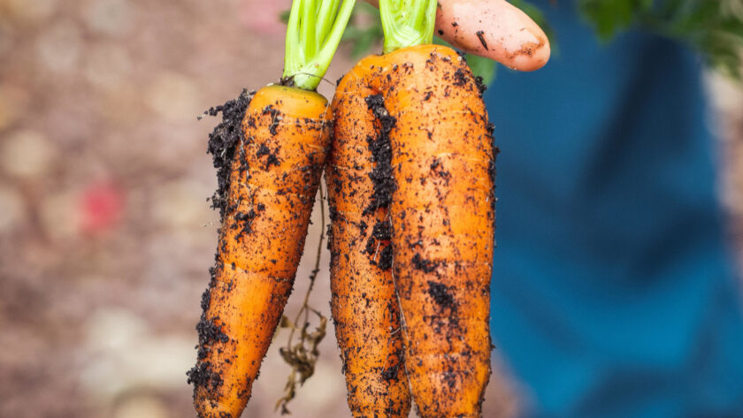 carrots